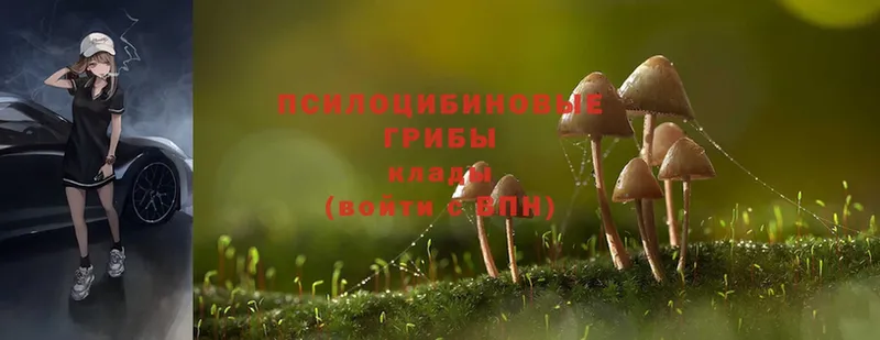 Галлюциногенные грибы Psilocybe  Колпашево 